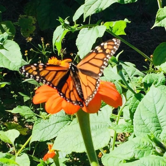 Meet your Posher, Mary All of my sales going forward will be to help me w/chemo. - Picture 15 of 17